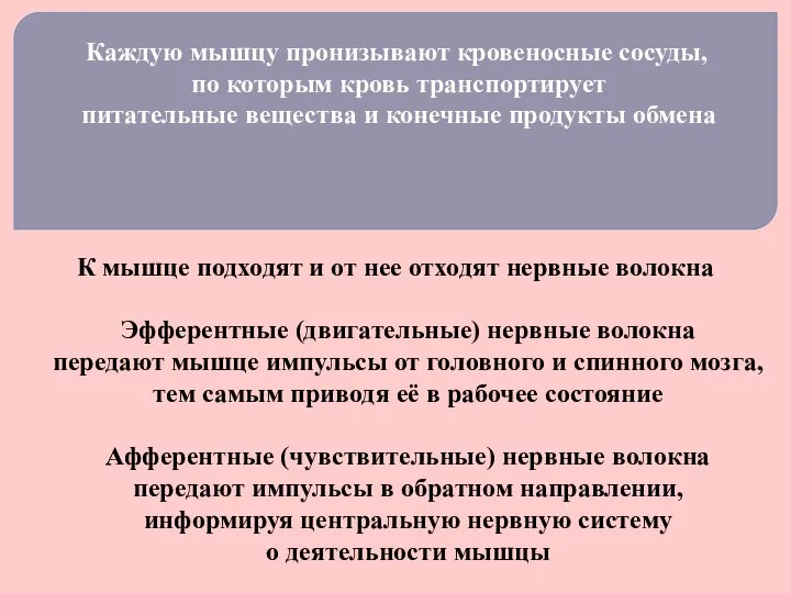 Каждую мышцу пронизывают кровеносные сосуды, по которым кровь транспортирует питательные вещества