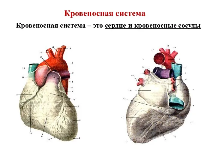 Кровеносная система Кровеносная система – это сердце и кровеносные сосуды