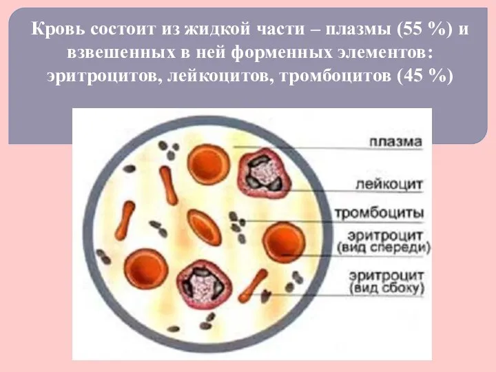 Кровь состоит из жидкой части – плазмы (55 %) и взвешенных