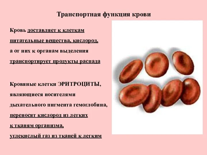 Транспортная функция крови Кровь доставляет к клеткам питательные вещества, кислород, а