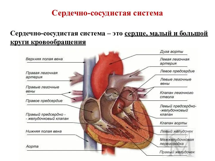 Сердечно-сосудистая система Сердечно-сосудистая система – это сердце, малый и большой круги кровообращения