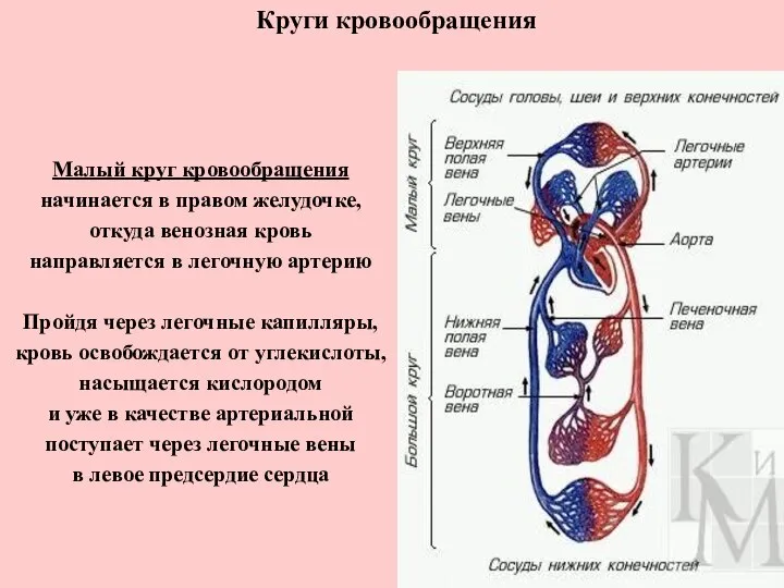 Круги кровообращения Малый круг кровообращения начинается в правом желудочке, откуда венозная
