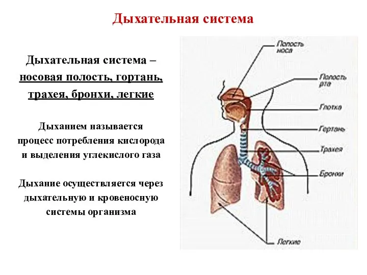 Дыхательная система Дыхательная система – носовая полость, гортань, трахея, бронхи, легкие