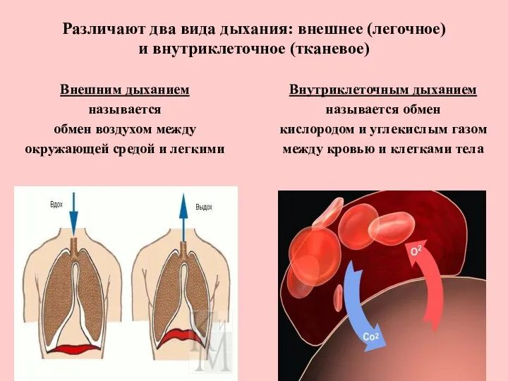 Различают два вида дыхания: внешнее (легочное) и внутриклеточное (тканевое) Внешним дыханием