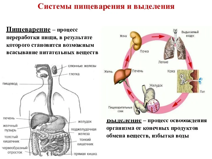 Системы пищеварения и выделения Пищеварение – процесс переработки пищи, в результате