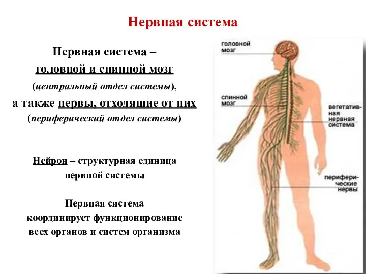 Нервная система Нервная система – головной и спинной мозг (центральный отдел