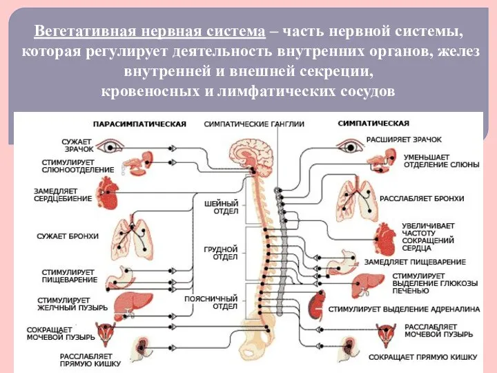 Вегетативная нервная система – часть нервной системы, которая регулирует деятельность внутренних