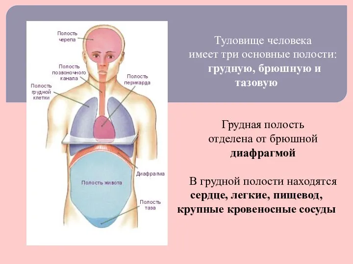 Туловище человека имеет три основные полости: грудную, брюшную и тазовую Грудная