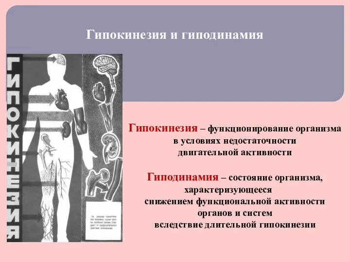 Гипокинезия и гиподинамия Гипокинезия – функционирование организма в условиях недостаточности двигательной