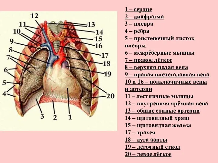 1 – сердце 2 – диафрагма 3 – плевра 4 –