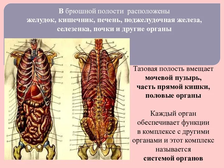 В брюшной полости расположены желудок, кишечник, печень, поджелудочная железа, селезенка, почки