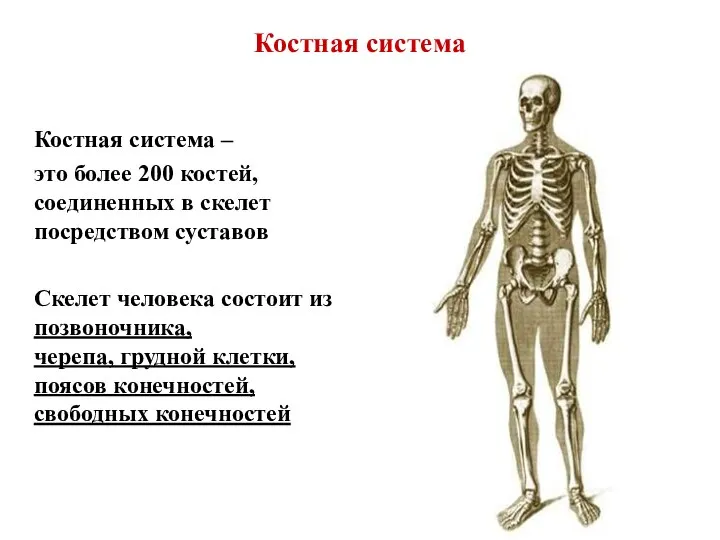 Костная система Костная система – это более 200 костей, соединенных в