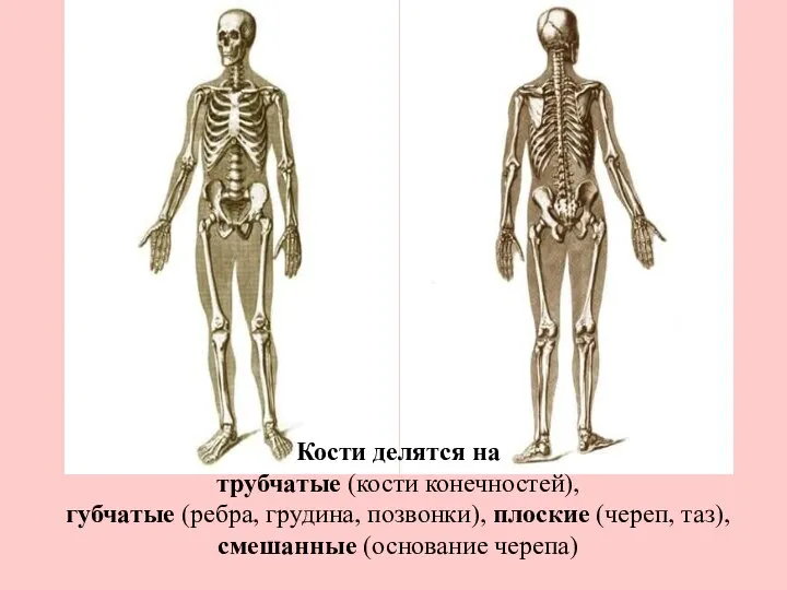 Кости делятся на трубчатые (кости конечностей), губчатые (ребра, грудина, позвонки), плоские (череп, таз), смешанные (основание черепа)