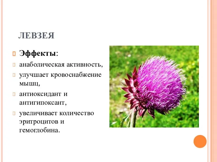 ЛЕВЗЕЯ Эффекты: анаболическая активность, улучшает кровоснабжение мышц, антиоксидант и антигипоксант, увеличивает количество эритроцитов и гемоглобина.