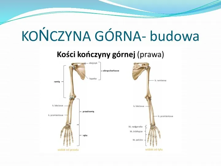 KOŃCZYNA GÓRNA- budowa