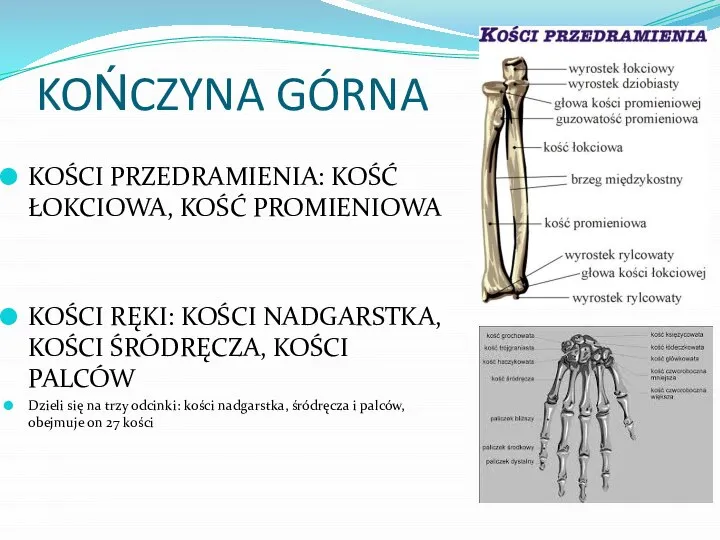 KOŃCZYNA GÓRNA KOŚCI PRZEDRAMIENIA: KOŚĆ ŁOKCIOWA, KOŚĆ PROMIENIOWA KOŚCI RĘKI: KOŚCI