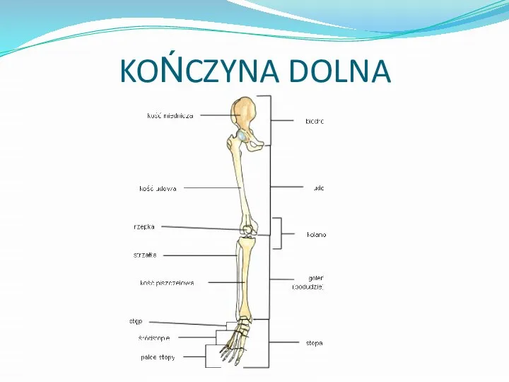 KOŃCZYNA DOLNA