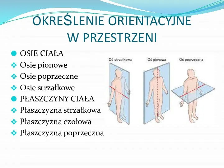 OKREŚLENIE ORIENTACYJNE W PRZESTRZENI OSIE CIAŁA Osie pionowe Osie poprzeczne Osie