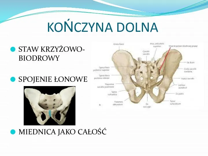 KOŃCZYNA DOLNA STAW KRZYŻOWO- BIODROWY SPOJENIE ŁONOWE MIEDNICA JAKO CAŁOŚĆ