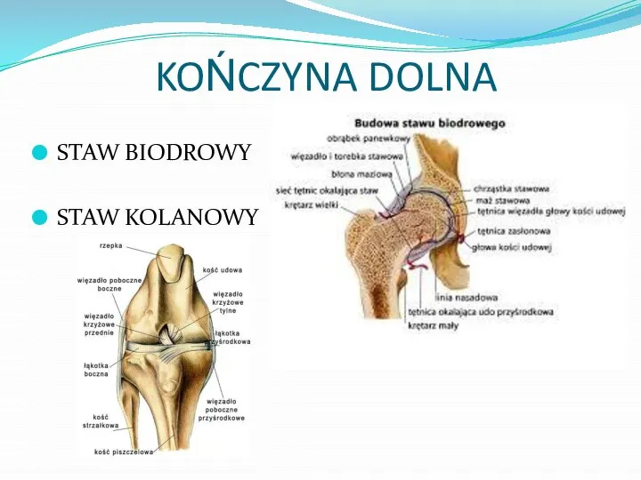 KOŃCZYNA DOLNA STAW BIODROWY STAW KOLANOWY