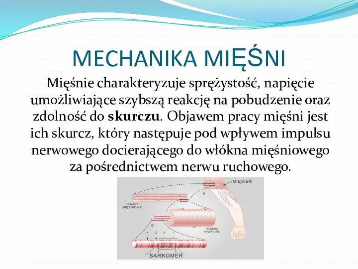 MECHANIKA MIĘŚNI Mięśnie charakteryzuje sprężystość, napięcie umożliwiające szybszą reakcję na pobudzenie