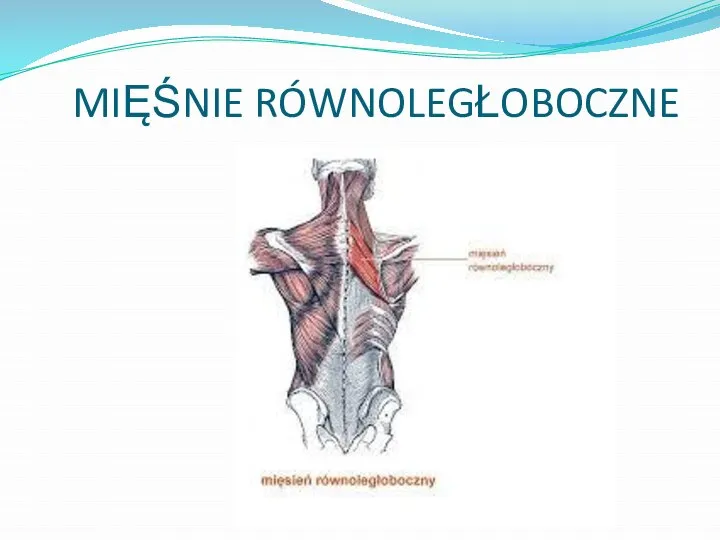 MIĘŚNIE RÓWNOLEGŁOBOCZNE