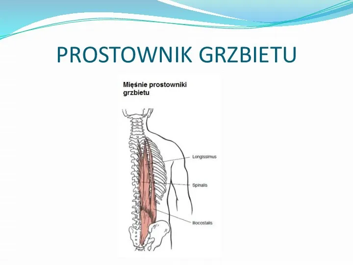 PROSTOWNIK GRZBIETU