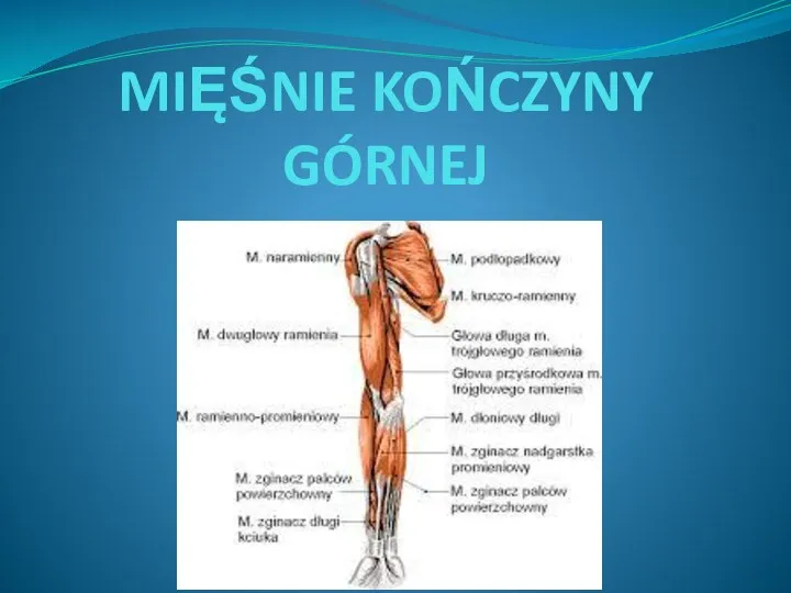 MIĘŚNIE KOŃCZYNY GÓRNEJ