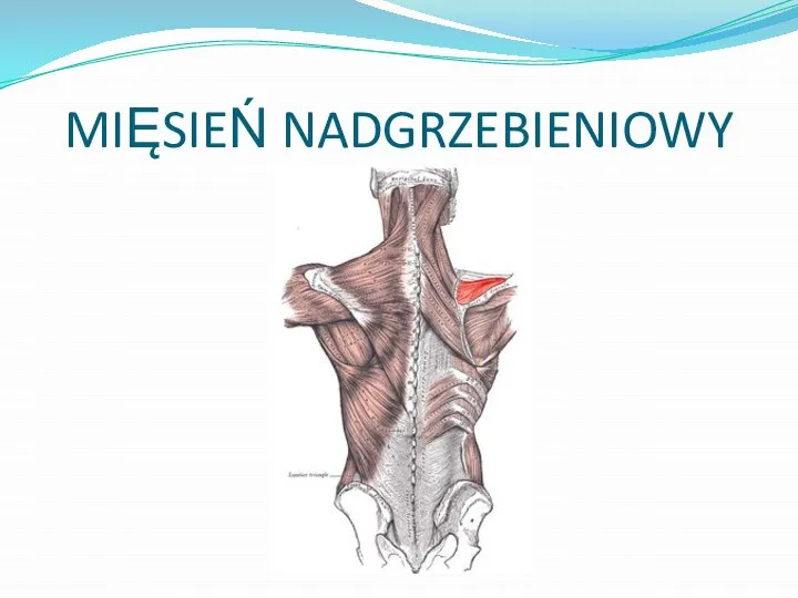 MIĘSIEŃ NADGRZEBIENIOWY