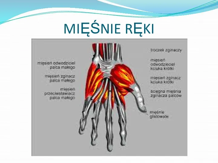 MIĘŚNIE RĘKI