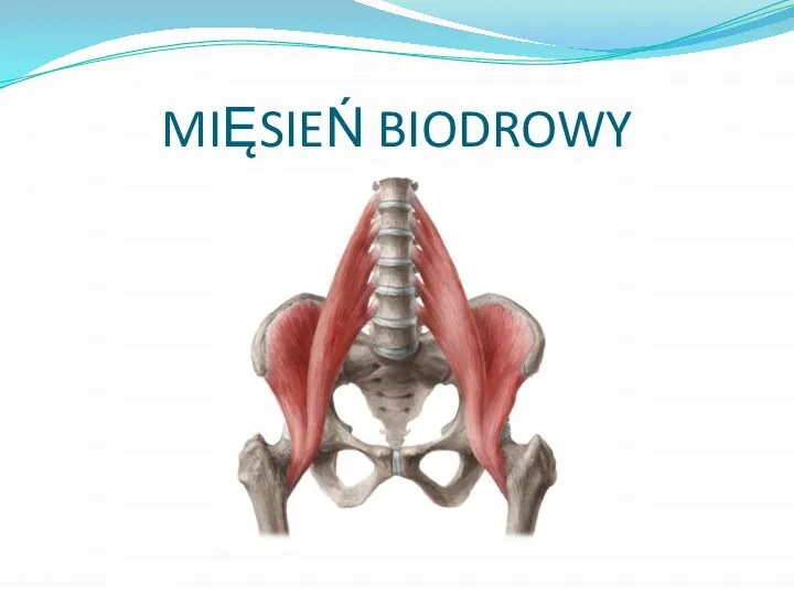 MIĘSIEŃ BIODROWY