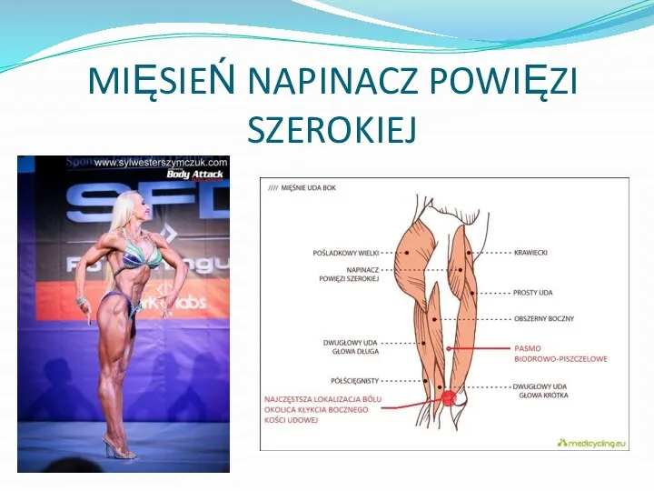 MIĘSIEŃ NAPINACZ POWIĘZI SZEROKIEJ