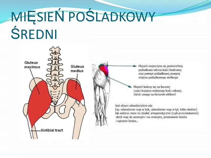 MIĘSIEŃ POŚLADKOWY ŚREDNI