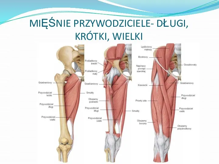 MIĘŚNIE PRZYWODZICIELE- DŁUGI, KRÓTKI, WIELKI