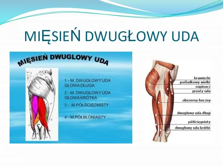 MIĘSIEŃ DWUGŁOWY UDA