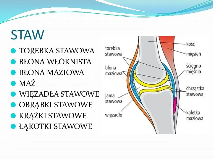 STAW TOREBKA STAWOWA BŁONA WŁÓKNISTA BŁONA MAZIOWA MAŹ WIĘZADŁA STAWOWE OBRĄBKI STAWOWE KRĄŻKI STAWOWE ŁĄKOTKI STAWOWE