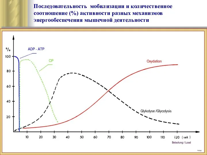 Последовательность мобилизации и количественное соотношение (%) активности разных механизмов энергообеспечения мышечной деятельности