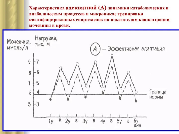 Характеристика адекватной (А) динамики катаболических и анаболическим процессов и микроцикле тренировки