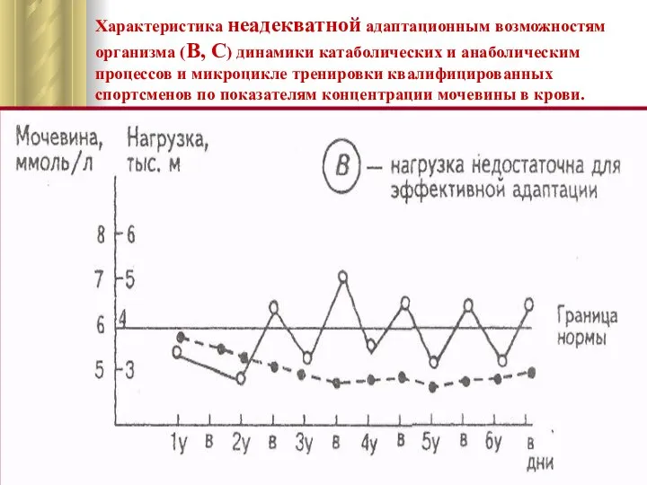 Характеристика неадекватной адаптационным возможностям организма (В, С) динамики катаболических и анаболическим