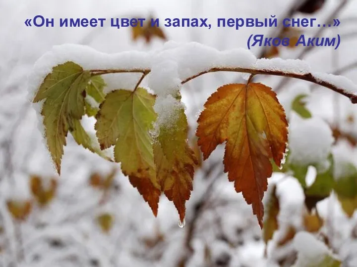 «Он имеет цвет и запах, первый снег…» (Яков Аким)