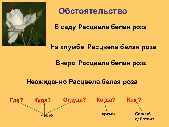 Обстоятельство Расцвела белая роза Расцвела белая роза Расцвела белая роза Расцвела