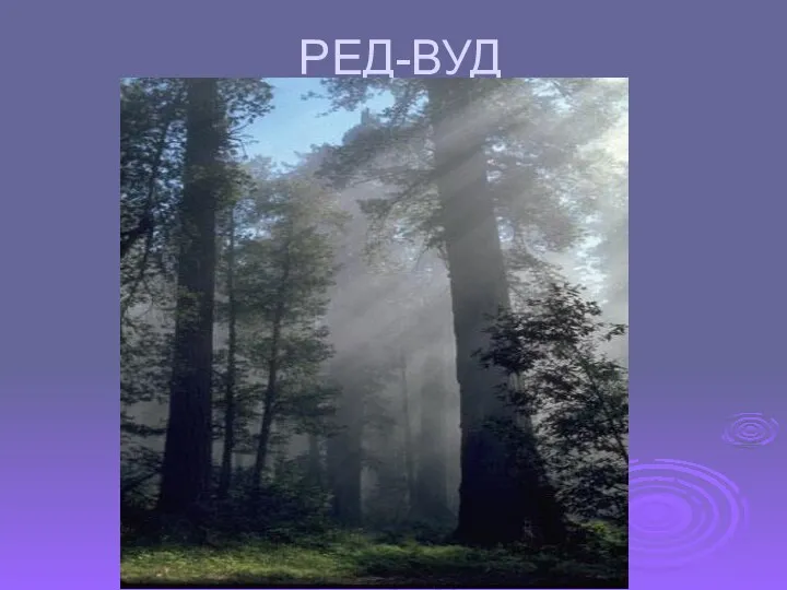 РЕД-ВУД