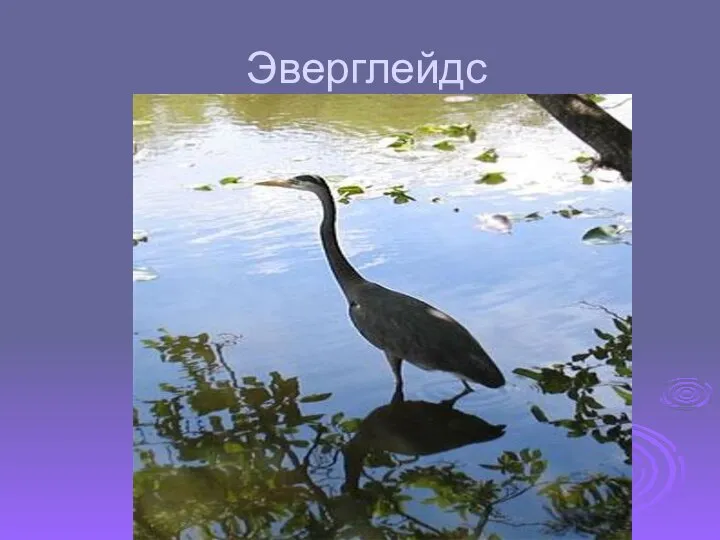 Эверглейдс