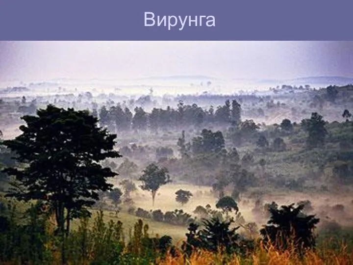 Вирунга