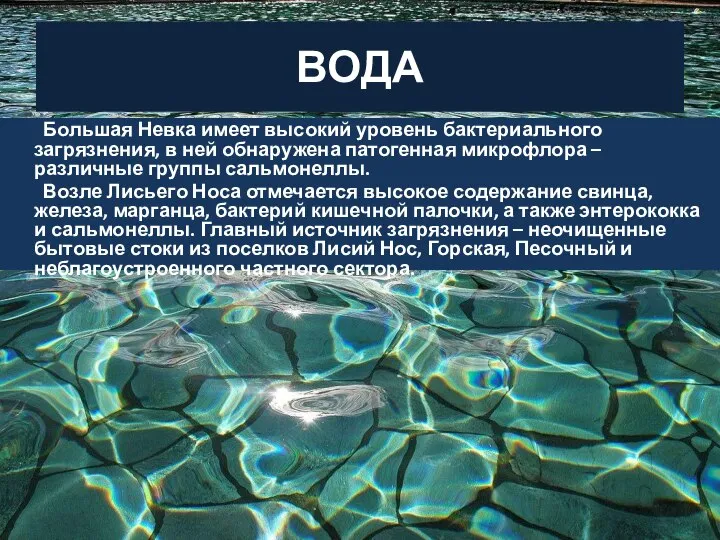 ВОДА Большая Невка имеет высокий уровень бактериального загрязнения, в ней обнаружена