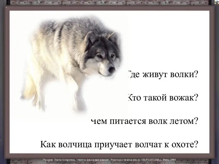 Где живут волки? Кто такой вожак? Чем питается волк летом? Как волчица приучает волчат к охоте?