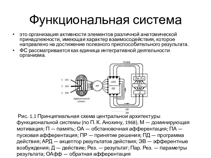 Функциональная система это организация активности элементов различной анатомической принадлежности, имеющая характер