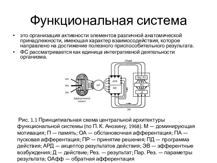 Функциональная система это организация активности элементов различной анатомической принадлежности, имеющая характер