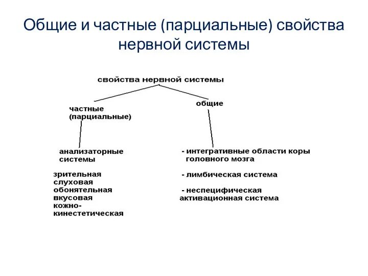 Общие и частные (парциальные) свойства нервной системы