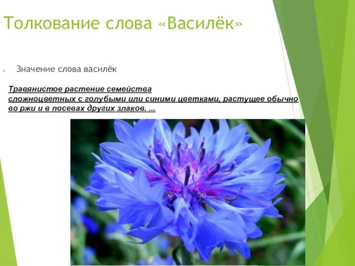 Толкование слова «Василёк» Значение слова василёк Травянистое растение семейства сложноцветных с